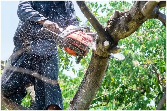 tree services Hurst